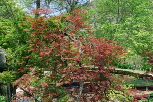 20150426春の草花２　タムケヤマ手向山　カエデ　モミジ (3)